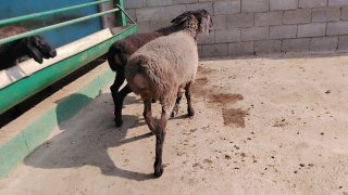 NAMANGANDA ZOTI XISOR QOZILAR KELDI 🐑✨ — Namangan