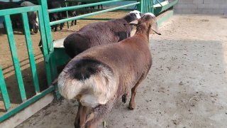NAMANGANDA TIYANSHAN KASHTAN XISORI SOVLIQLAR KELDI 🐑✨ — Namangan