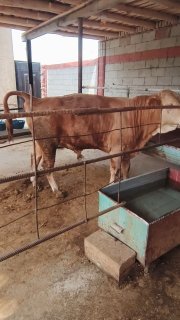 Assalomu aleykum akalar shu novoslar sotiladi — Fargona viloyati Oltiariq tumani