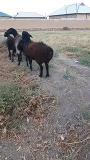 Shu 1 ta qòzi qòchqor sotiladi — Jizzax