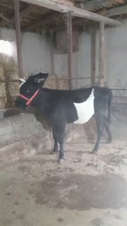 Хуножинла сотилади сони 2 дона — Namangan