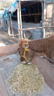 швет хуножин сотилади буйи 95см+ нархи 12200 наманган — Namangan