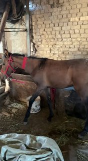 Toy sotaldi erke toy toshkenda yeg toshmida 9500.000 kam bor — Toshkent