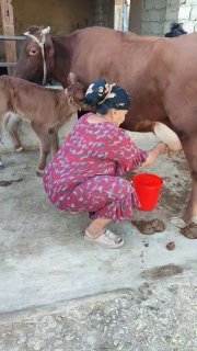 2 tugishi qizil eston bolasi gunajin suti 10 litr — O'zbekiston