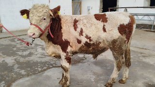 Simintal novos sotiladi — O'zbekiston