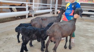 NAMANGANDA ZOTI TOZA XSORI ONA BOLA QO'YLAR KELDI 🐑✨ 2.TA… — Namangan