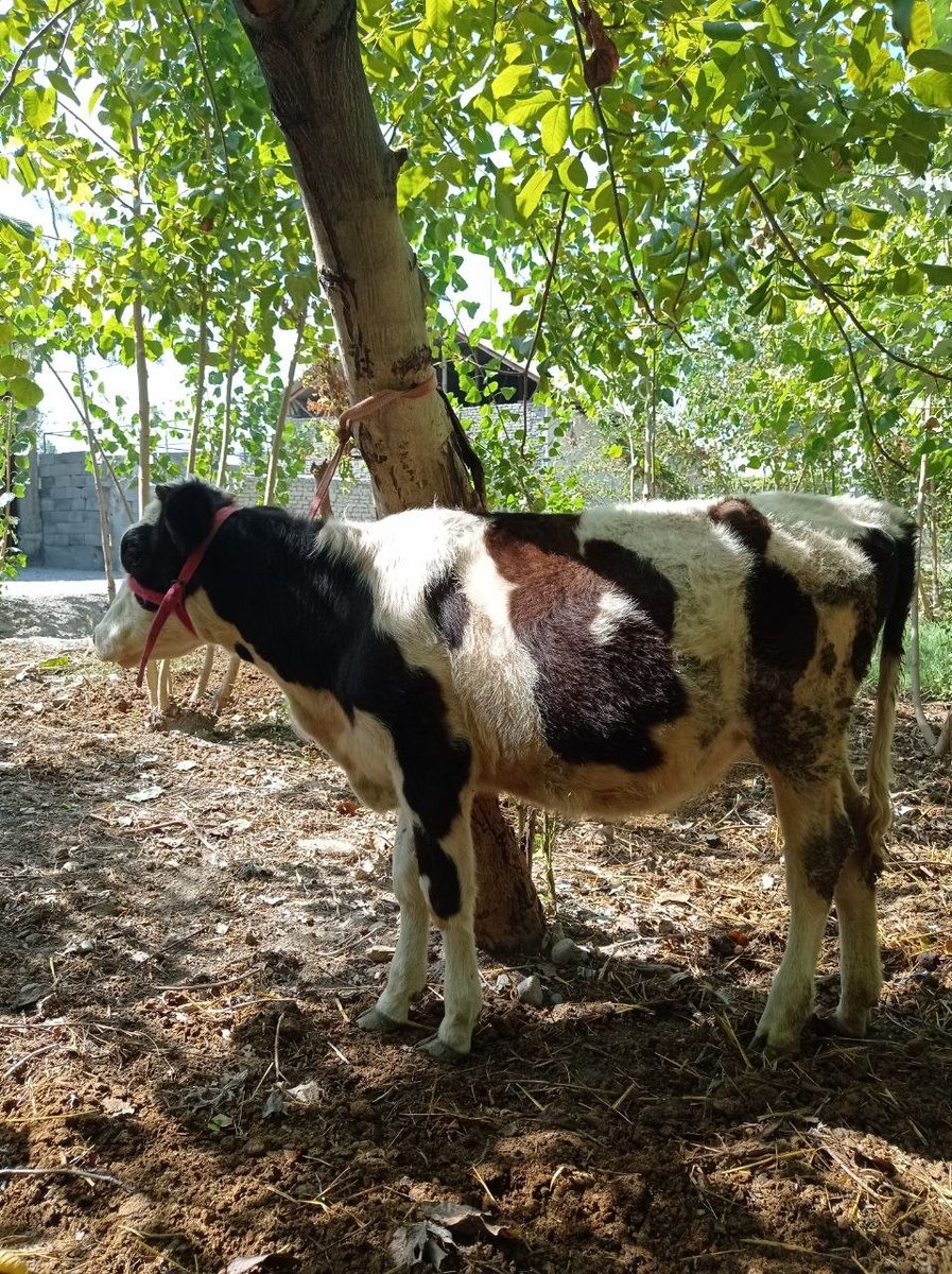 Rasiskiga simental gibrit xoʻnajin sotiladi — Farg'ona