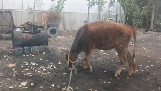 Хунажин сотилади нархи — Andijon