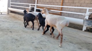 NAMANGANDA ZOTI TOZA XSORI ONA BOLA QO'YLAR KELDI 🐑✨ 2.TA… — Namangan