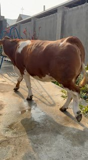 Narxi 75 milyon som — O'zbekiston
