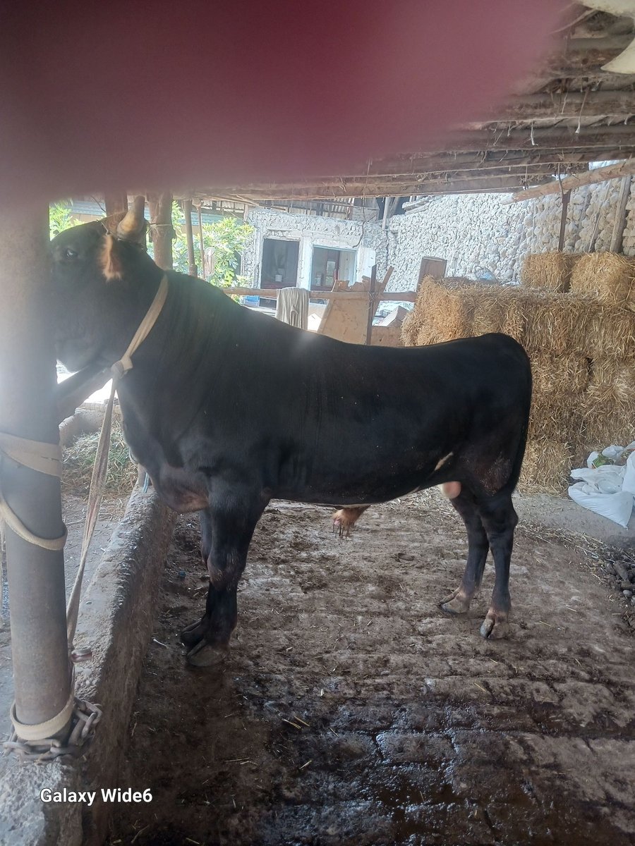 GIBRIT BUQA — Andijon shahar Jalabek