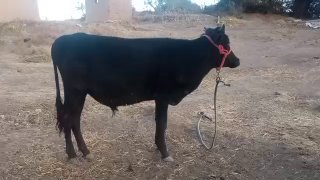 NavvoslAr SOTILADI — Jizzax