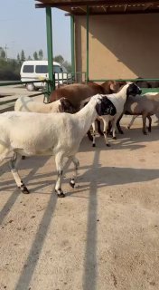 NAMANGANDA ZOTI TOZA XISOR SOVLIQLAR KELDI 🐑✨ — Namangan