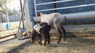 ZOTI TOZA XSORI ONA BOLA QO'YLAR KELDI 🐑✨ 1.TA ONA BOLA — Namangan