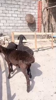 ASSALOMU ALEYKUM GURUPADOSHLAR — NAMANGAN TUMANI TEPAQORGON QISHLOGI